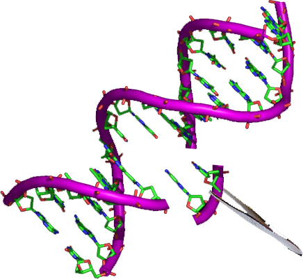 Afbeelding 3 Een stukje dubbelstrengs DNA waaruit een kort onderdeel wordt geknipt en eventueel vervangen door een aangepast deel voor veredeling (ciencias EspoñolasKoS uit common Wikimedia)
