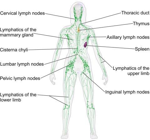 Overzicht van het lymfatisch systeem (uit common Wikimedia)